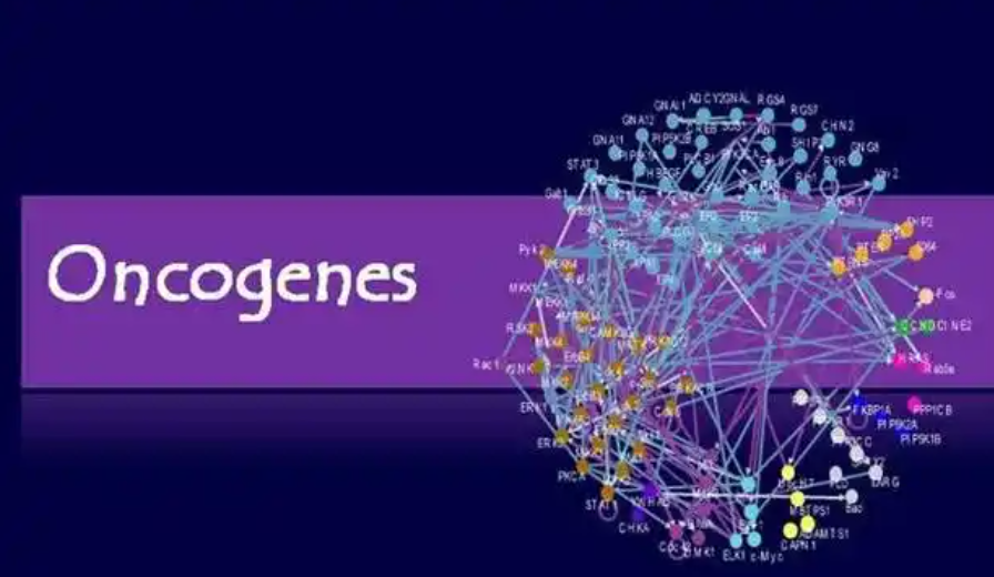 人血管內(nèi)皮生長(zhǎng)因子A(VEGFA)ELISA試劑盒